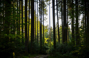 阳光洒落的静谧森林小径