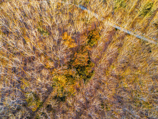 秋日森林俯瞰美景