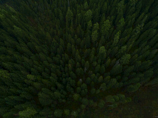 俯瞰茂密森林景观