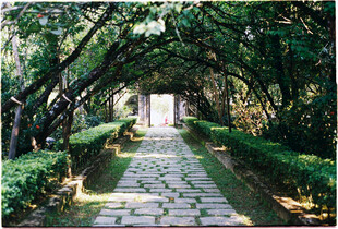 绿荫下的幽静石板小径