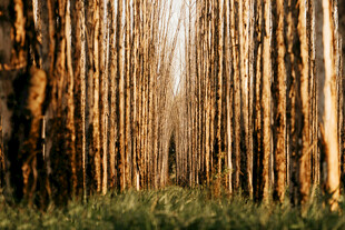 阳光洒落的挺拔树林