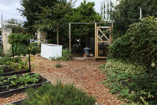 宁静庭院中的绿植景观