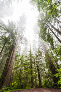 阳光洒落的静谧森林