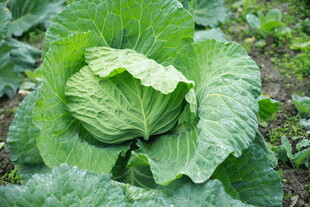 卷心菜