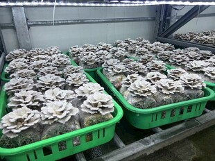 白参菌
