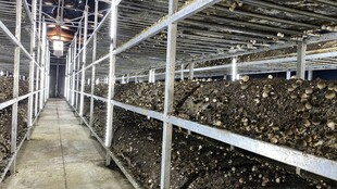 现代化菌菇种植草菇大棚内部