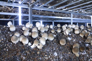 草菇室内栽培的蘑菇生长场景