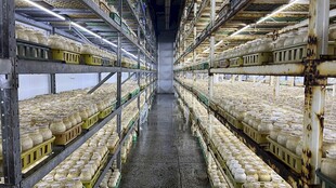 现代化室内农业草菇种植场景