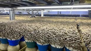 工厂内大量菌类培育场景