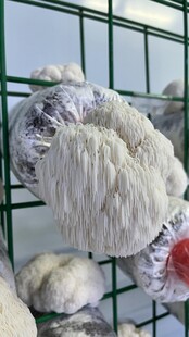 架子上猴头菇特写