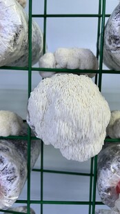 架子上的白色蘑菇 猴头菇