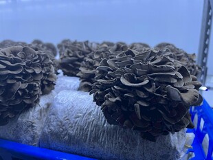 灰树花培育场景