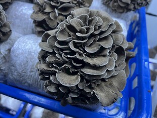 蓝色筐中的灰平菇灰树花特写
