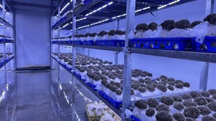 现代化室内农业灰树花种植场景