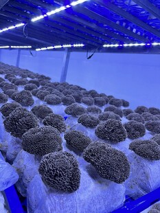 室内灰树花特写菌类种植场景