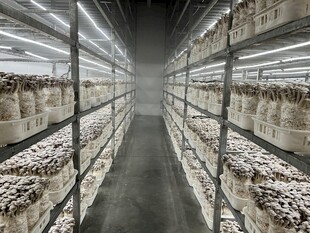 现代化菌类种植大棚内部