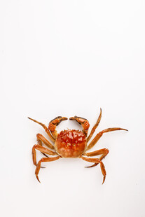 一只橙红色螃蟹特写