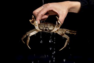 大螃蟹