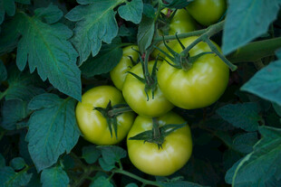 青番茄挂于绿叶间