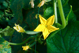 黄色娇嫩黄瓜花