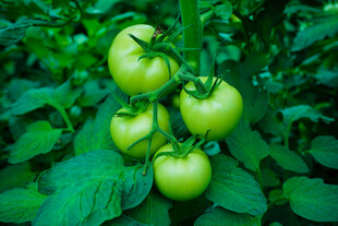 青嫩番茄挂于绿叶间