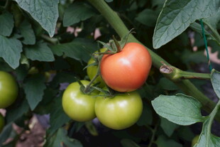 枝头上的红绿番茄