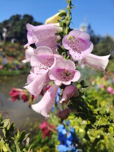 粉色铃状花朵绽放美景