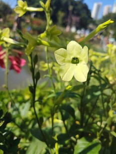 黄色小花绽放于绿叶间