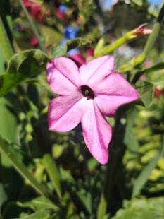 娇艳粉色小花绽放绿叶间