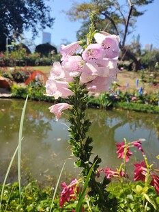 湖畔绽放的艳丽花卉
