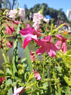 娇艳绽放的多彩花卉