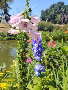 湖畔多彩花卉绽放