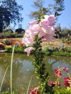 湖畔绽放的娇艳花卉