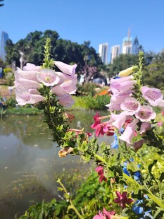 湖畔繁花绽放美景