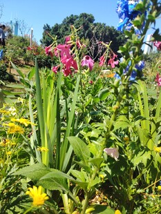 多彩花卉绽放花园美景