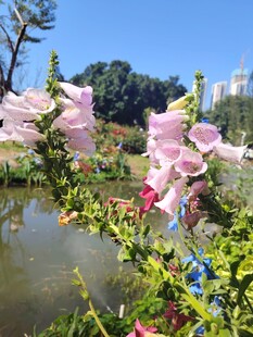 湖畔绽放的美丽花卉