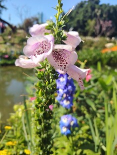 湖畔绽放的多彩花卉