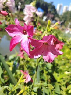 娇艳粉色花朵绽放