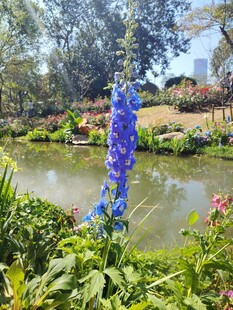 湖畔蓝花绽放的自然美景