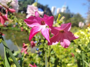 娇艳绽放的多彩花卉