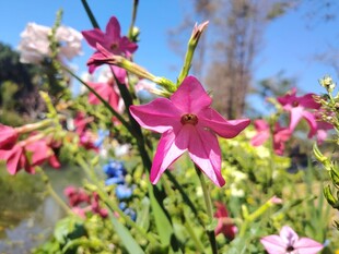 娇艳粉色小花绽放美景