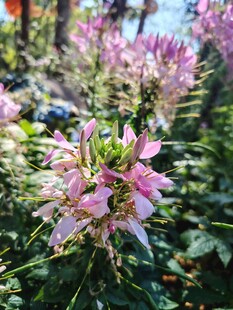 娇艳粉色花卉绽放