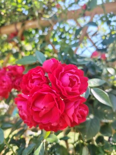 娇艳红玫瑰绽放于绿叶间