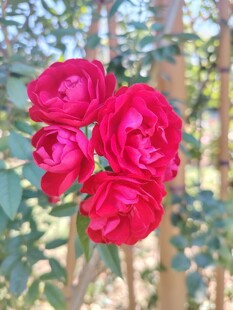 娇艳红玫瑰绽放于林间