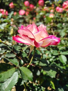 娇艳双色月季花绽放