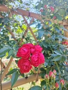 娇艳红玫瑰绽放于花架