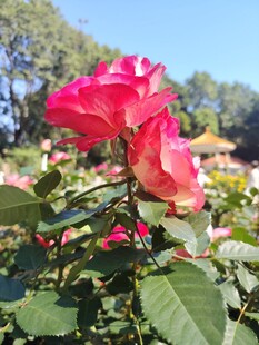 娇艳欲滴的盛开红玫瑰