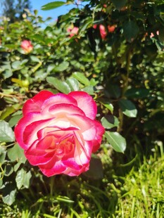 月季花