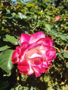 月季花