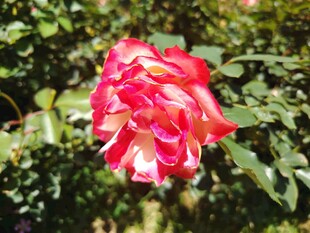 娇艳双色玫瑰绽放